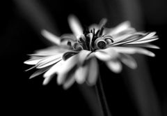 black white flower