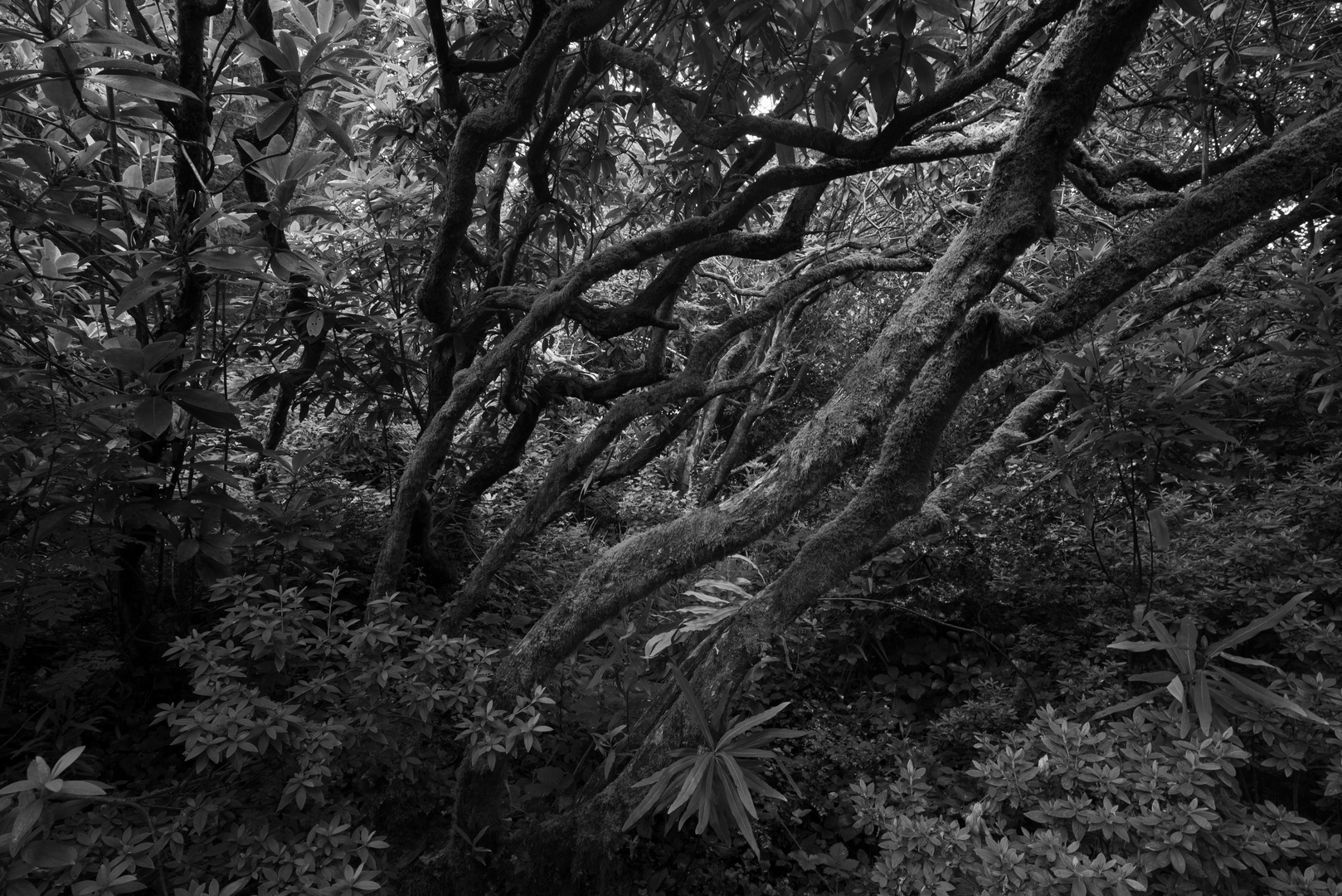 Black & White  Forest Australia