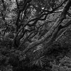 Black & White  Forest Australia