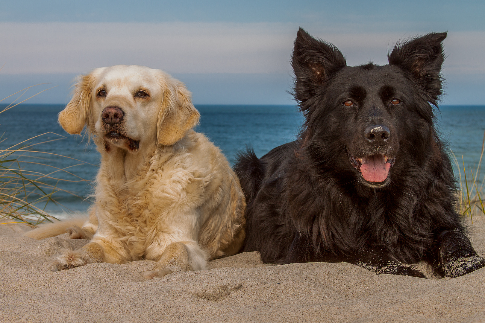 Black & White - Golden Retriever und Mitteldeutscher Hütehund