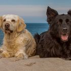 Black & White - Golden Retriever und Mitteldeutscher Hütehund