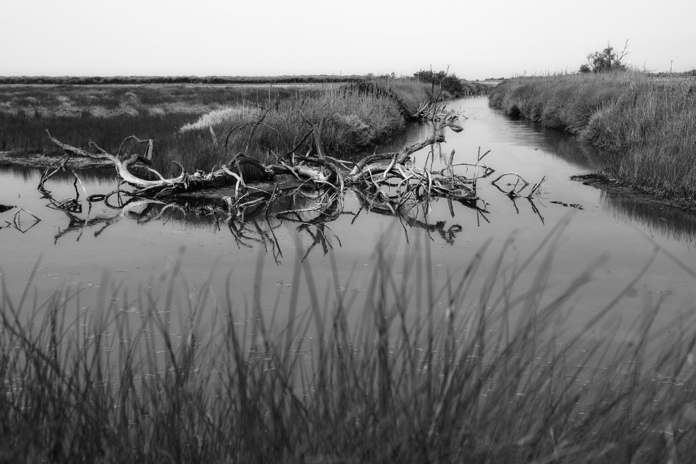 Black & White in Cabras