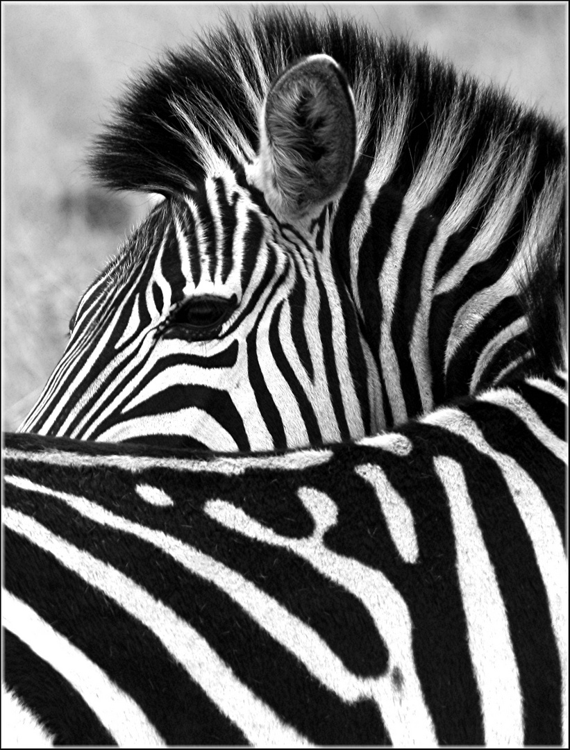 black & white is a beautiful colour...!