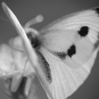 Black & White Papillon