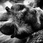 Black White Paw