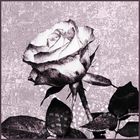 Black & White Rose