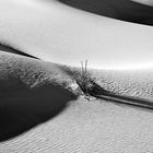 Black & White Sands