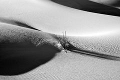 Black & White Sands