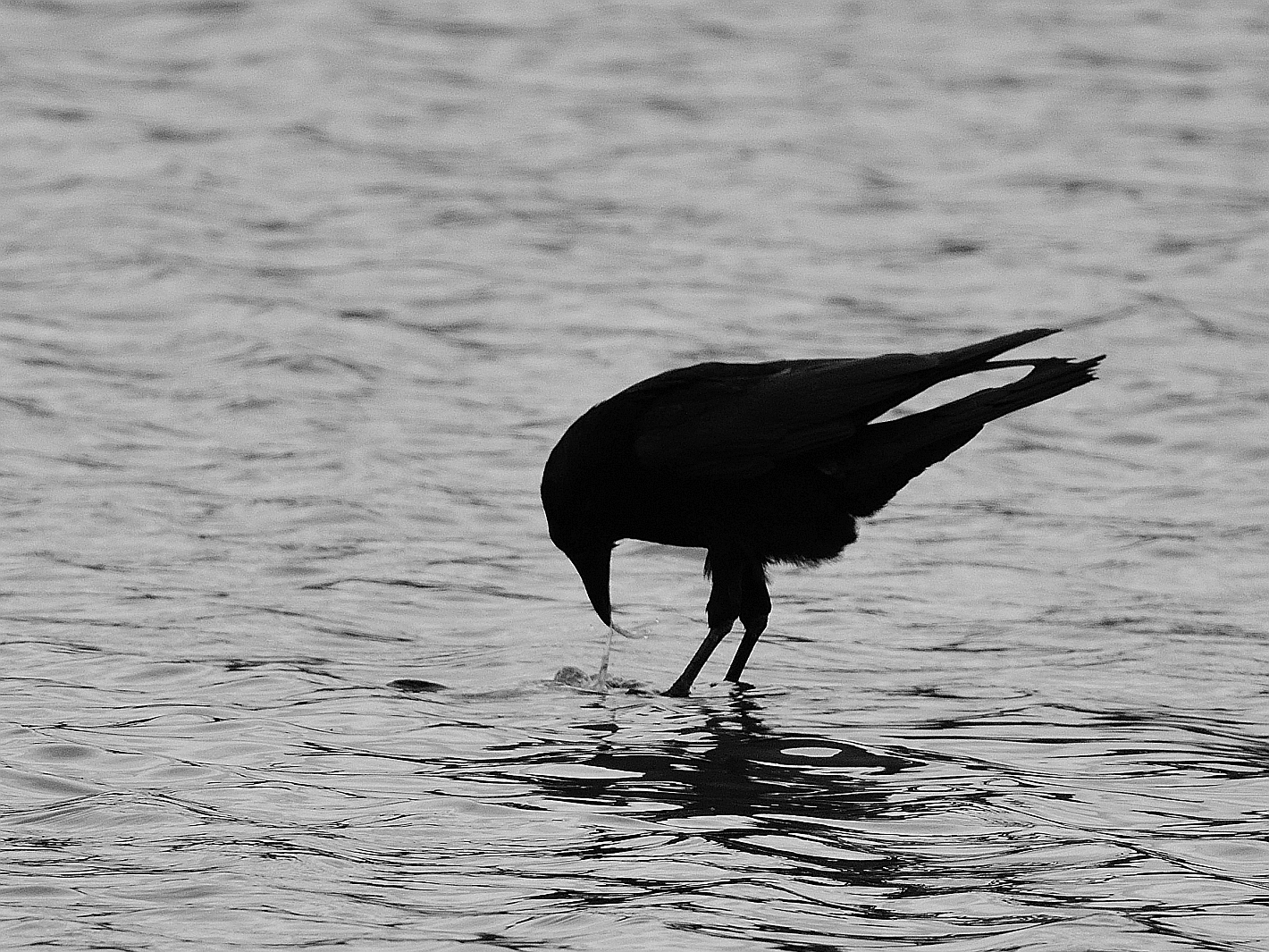 Black & White, seltsamer Wasservogel, strange water bird, ave acuática extraña 