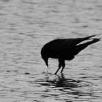 Black & White, seltsamer Wasservogel, strange water bird, ave acuática extraña 
