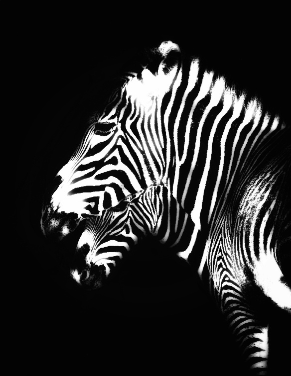 Black White Wildlife 