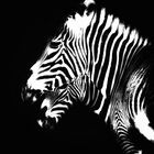 Black White Wildlife 