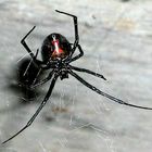 Black Widow Spider