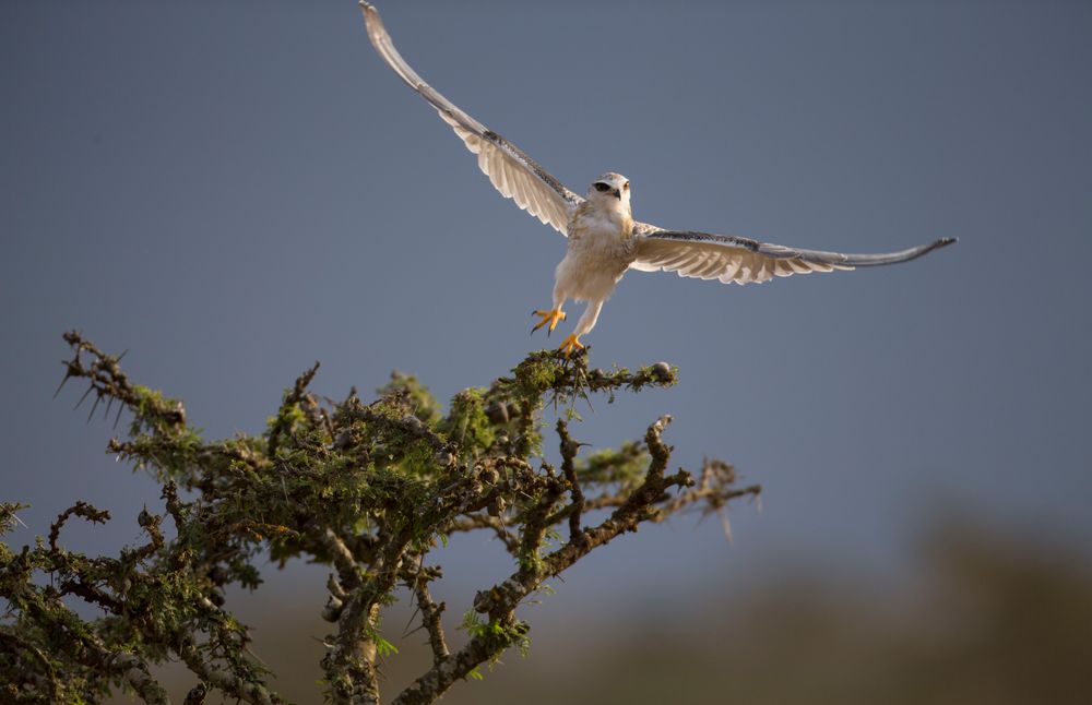 Black-Winged Keite