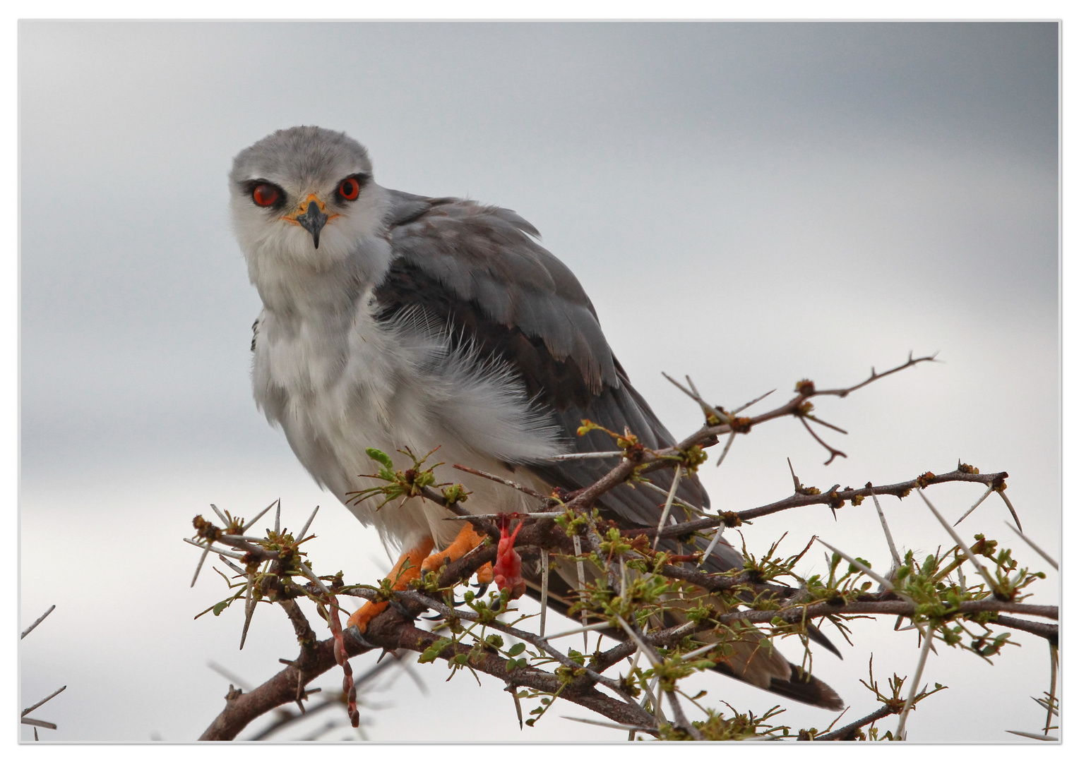 Black winged Kite