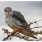 Black winged Kite