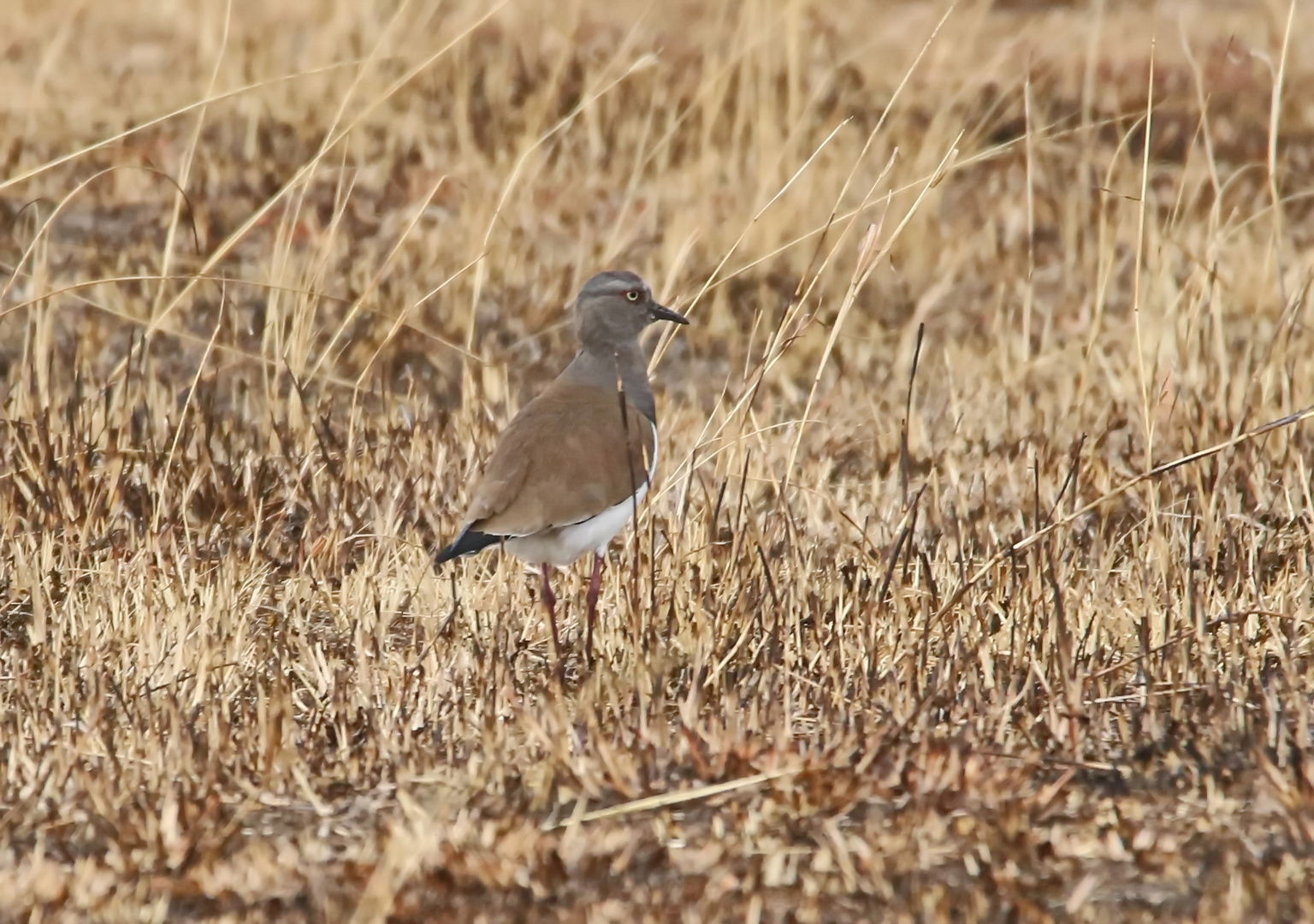 Black-winged Lapwing