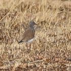 Black-winged Lapwing