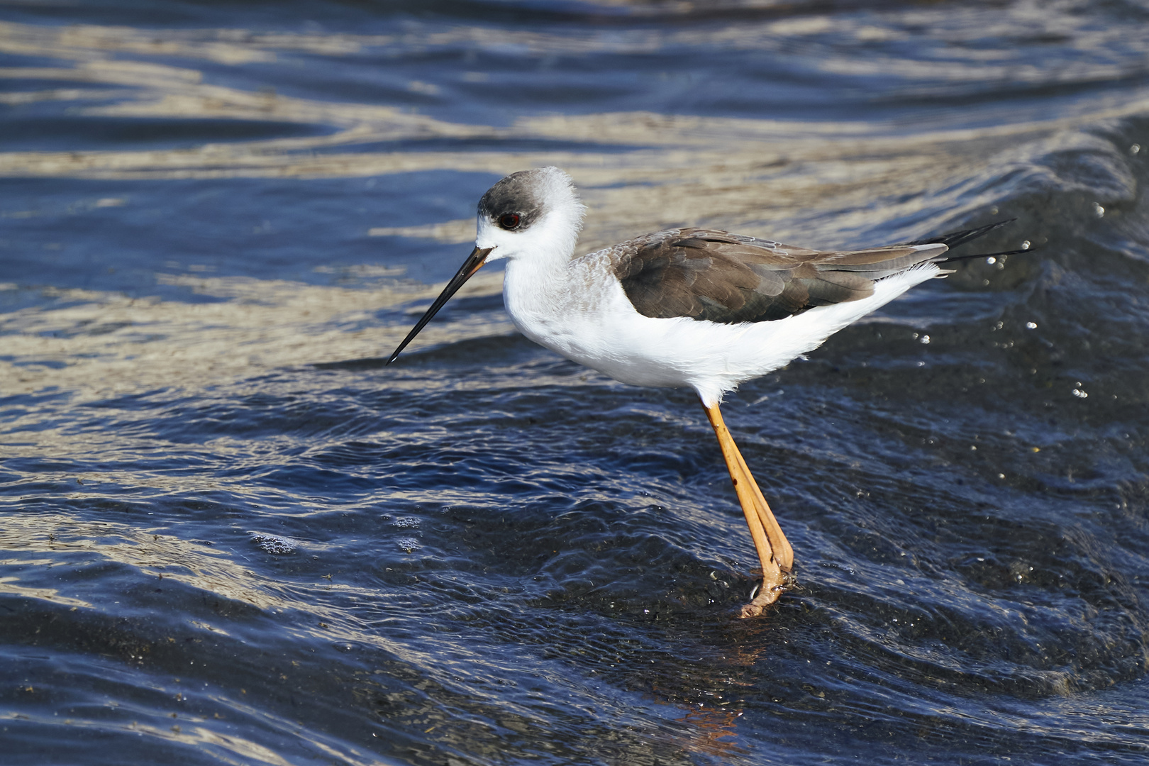 Black-winged Stilt