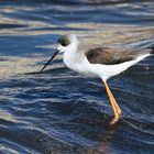 Black-winged Stilt