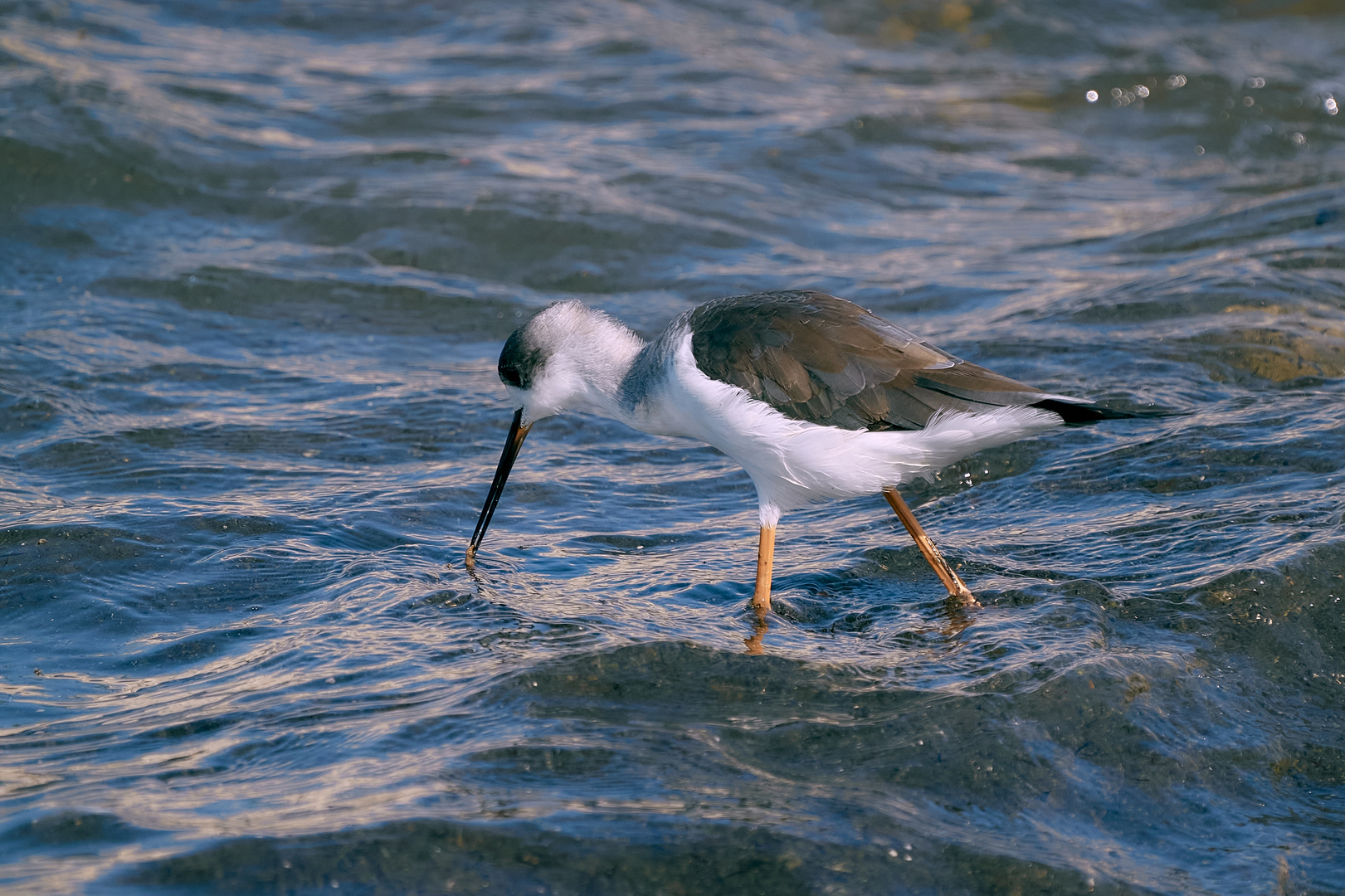 Black-winged Stilt