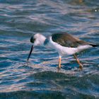 Black-winged Stilt