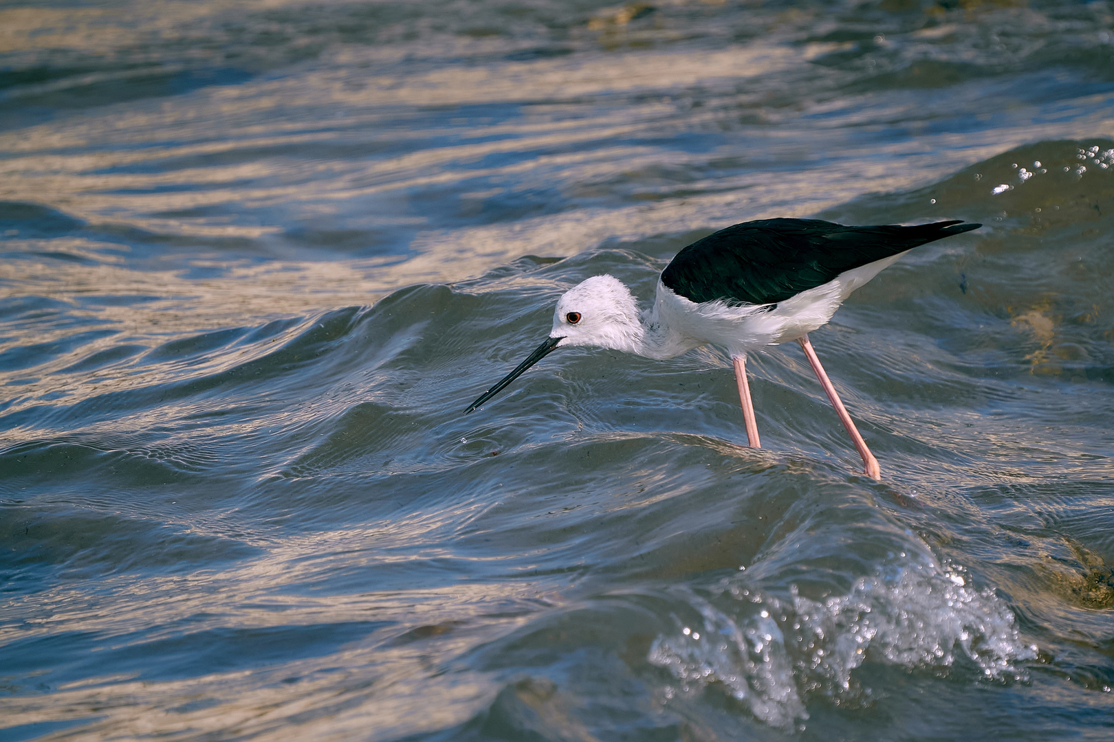 Black-winged Stilt