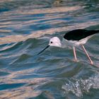 Black-winged Stilt