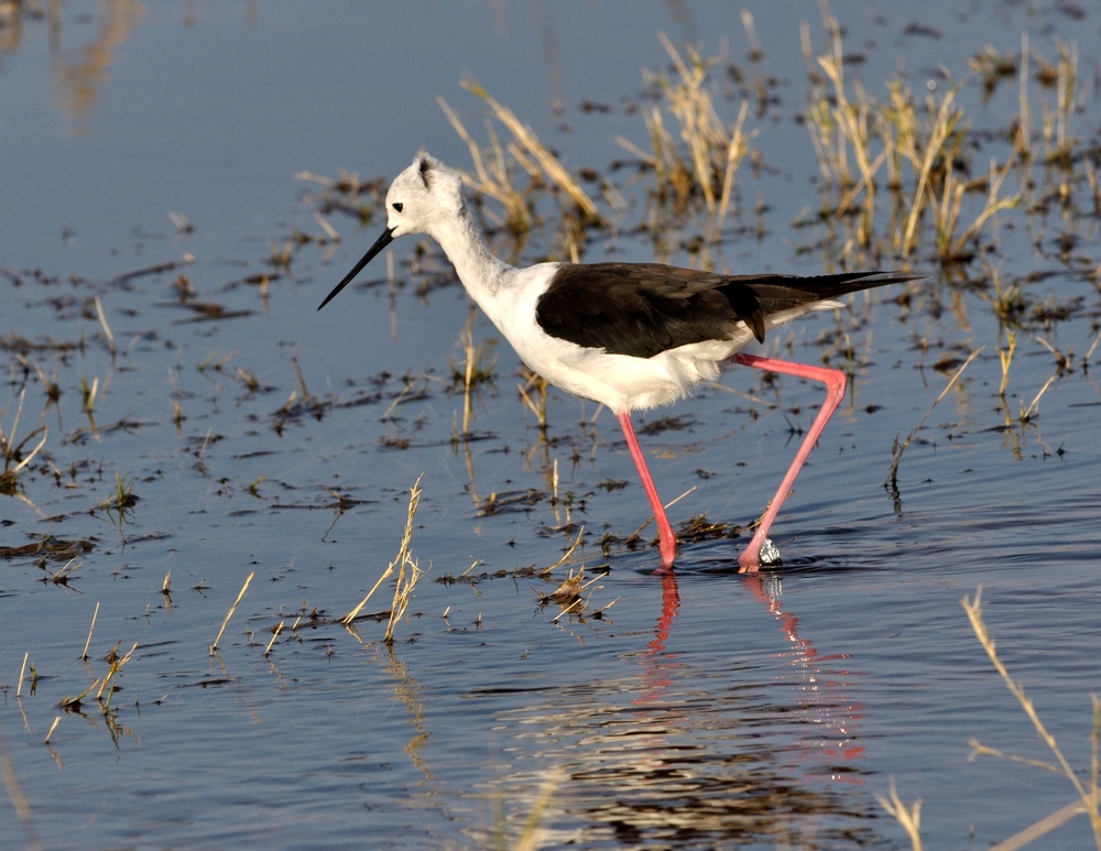 Black-winged stilt