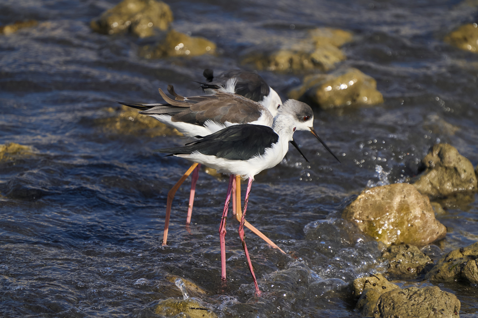 Black-winged Stilt