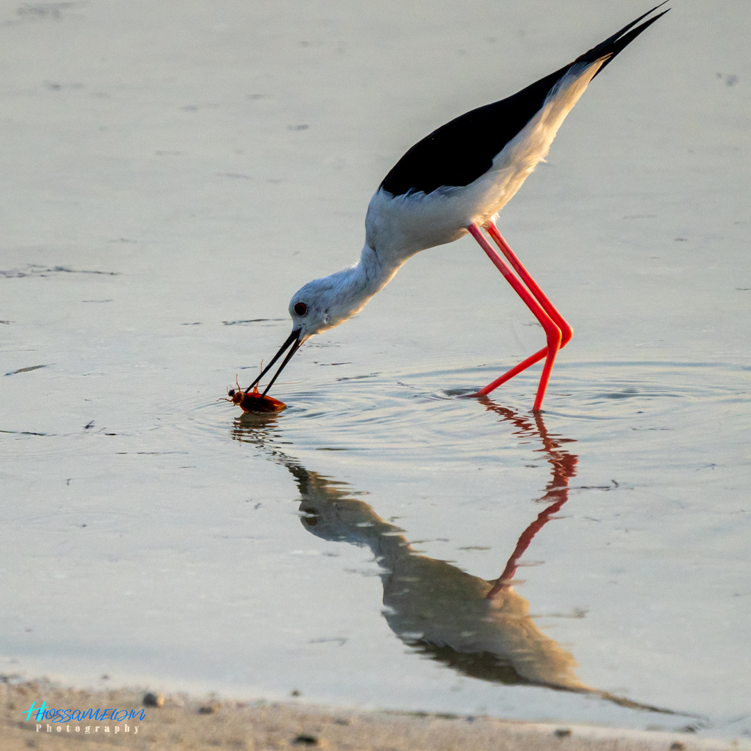 Black-winged Stilt