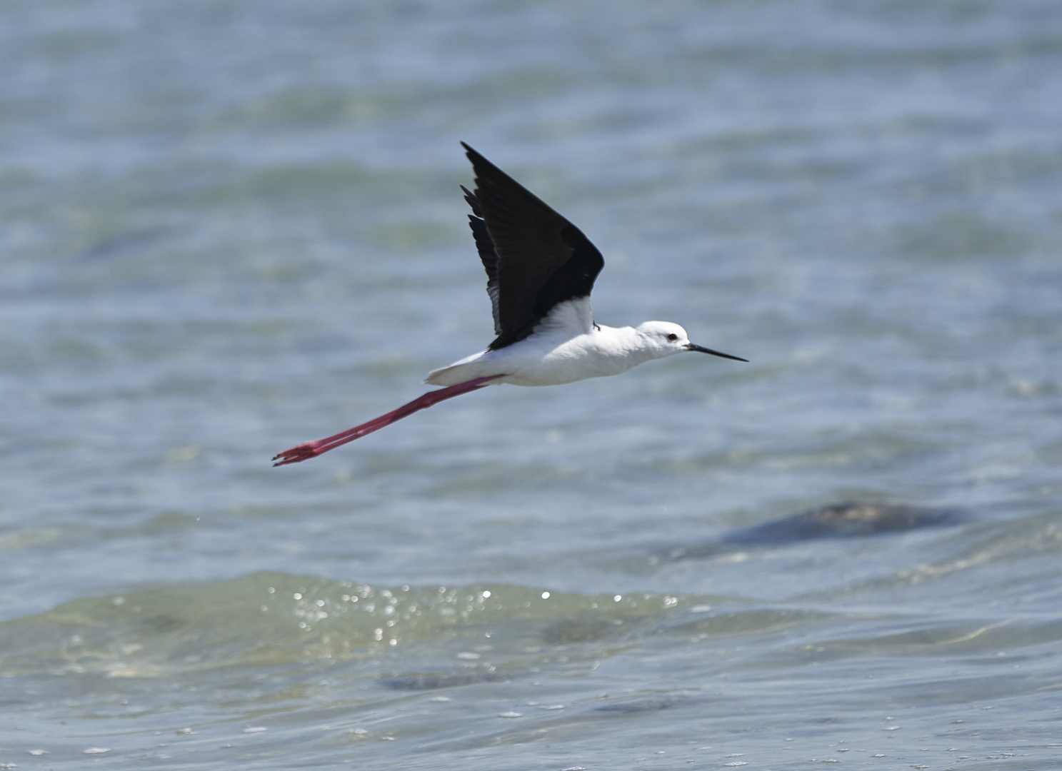 Black winged stilt