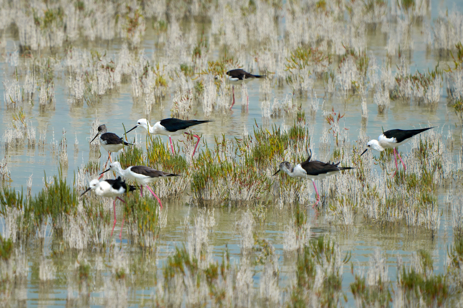 Black-winged stilt