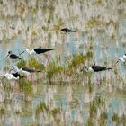 Black-winged stilt