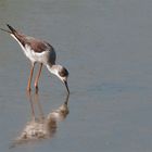 black winged stilt