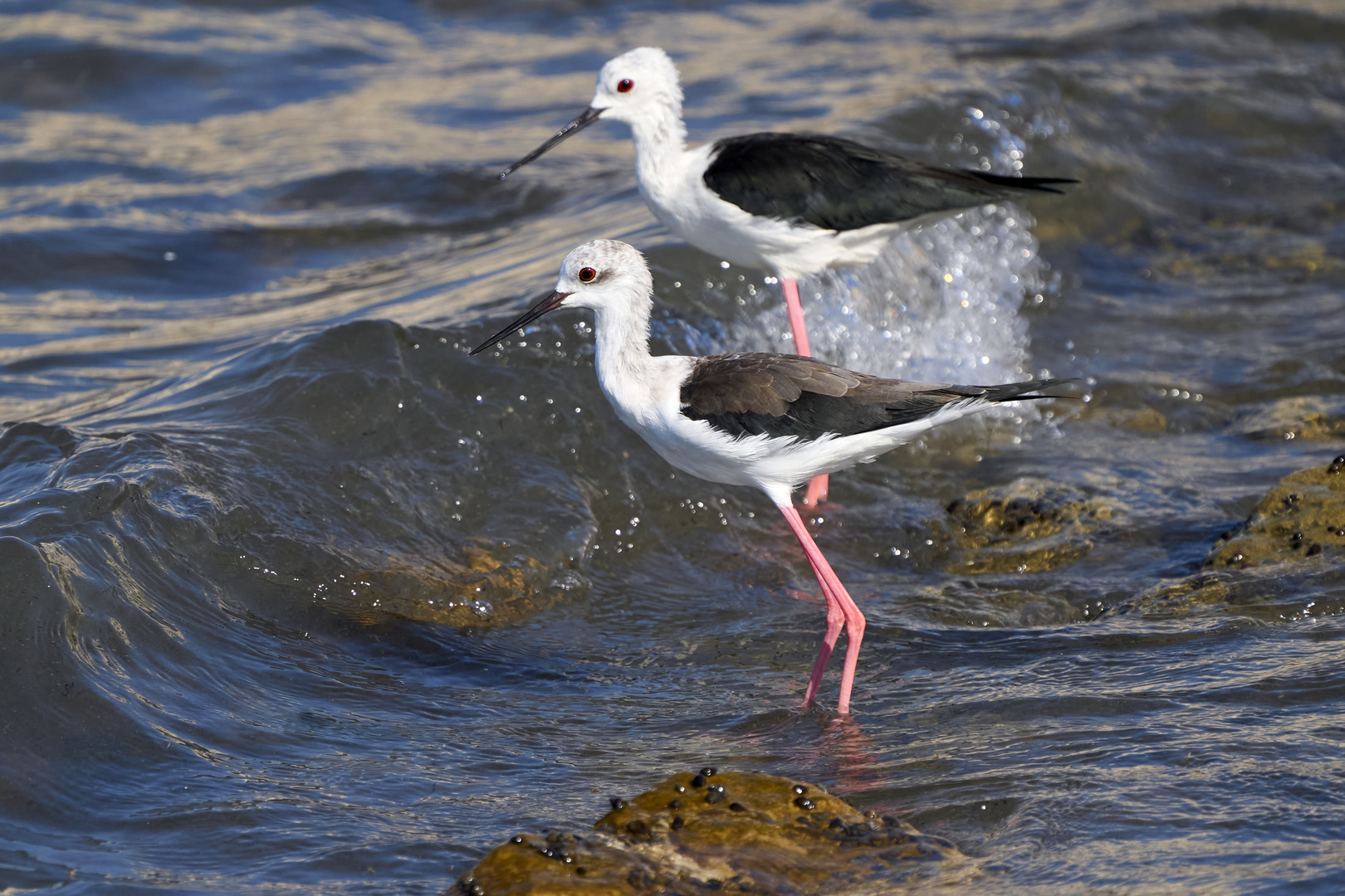 Black-winged Stilt