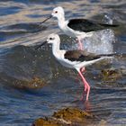 Black-winged Stilt