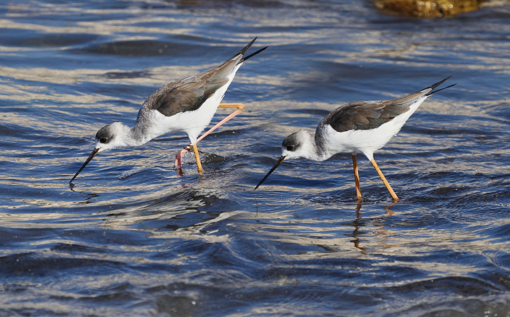 Black-winged Stilt