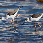 Black-winged Stilt