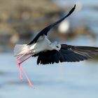 Black-winged stilt