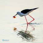 Black-winged Stilt