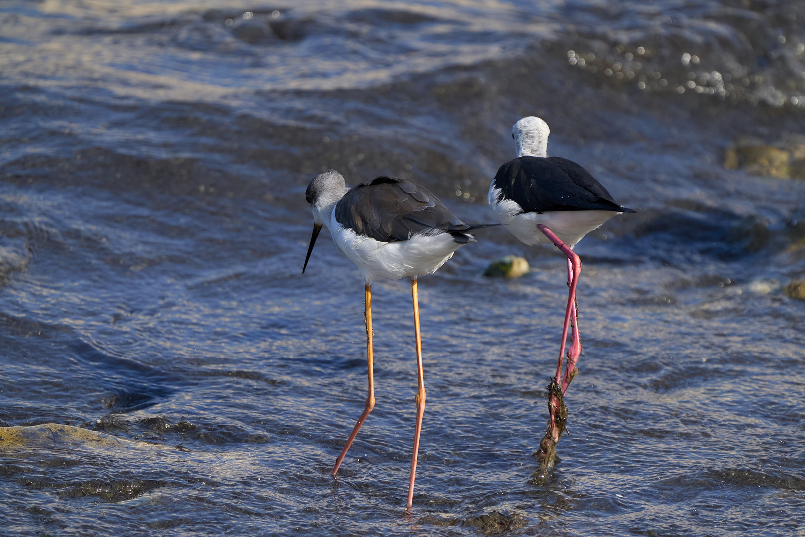 Black-winged Stilt