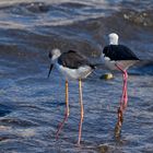 Black-winged Stilt