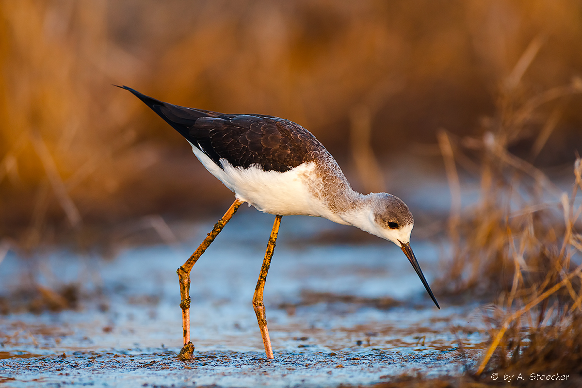 Black-winged Stilt bei Sonnenaufgang