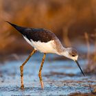 Black-winged Stilt bei Sonnenaufgang