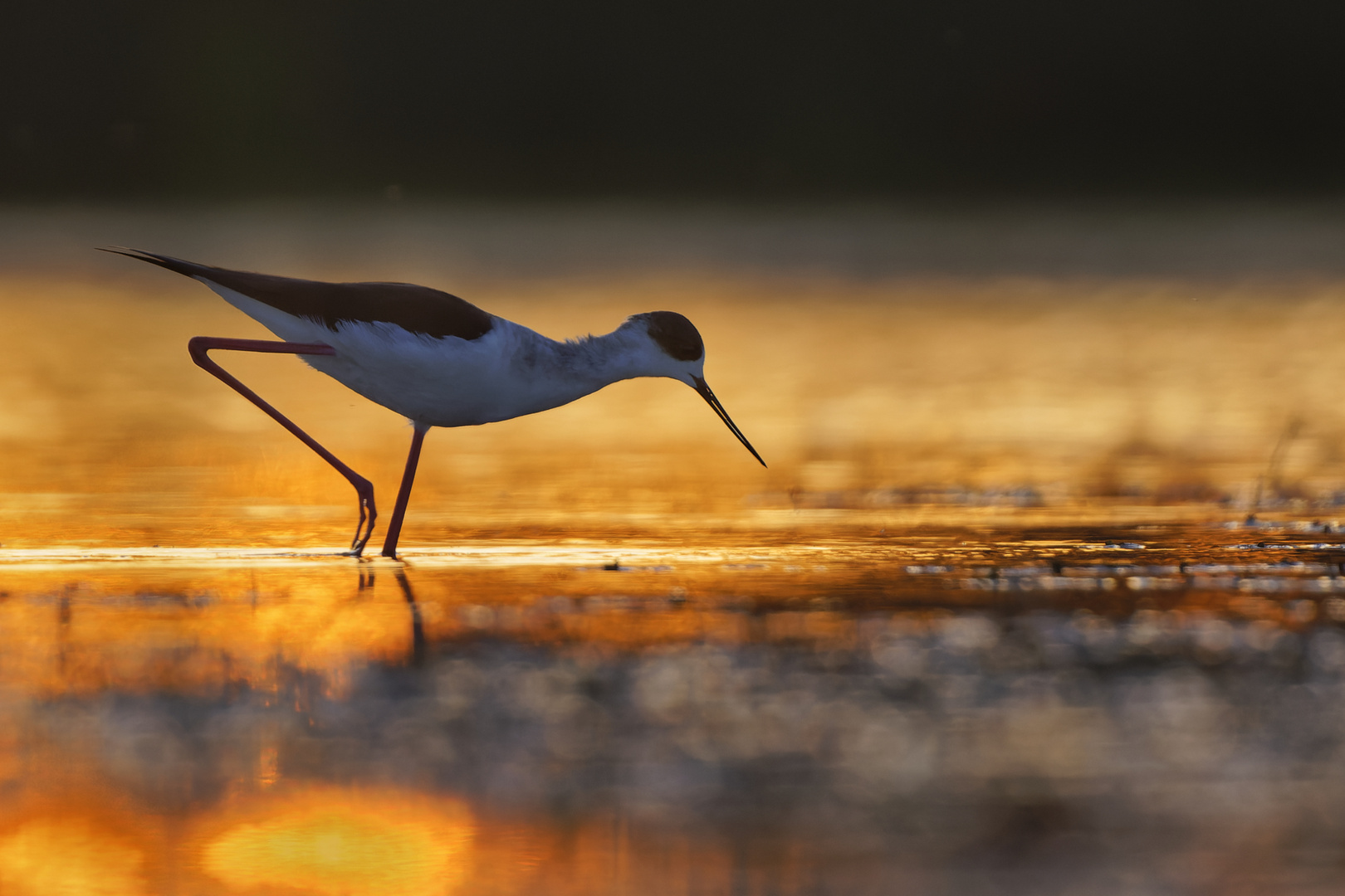 Black winged Stilt beim Sonnenuntergang