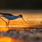 Black winged Stilt beim Sonnenuntergang