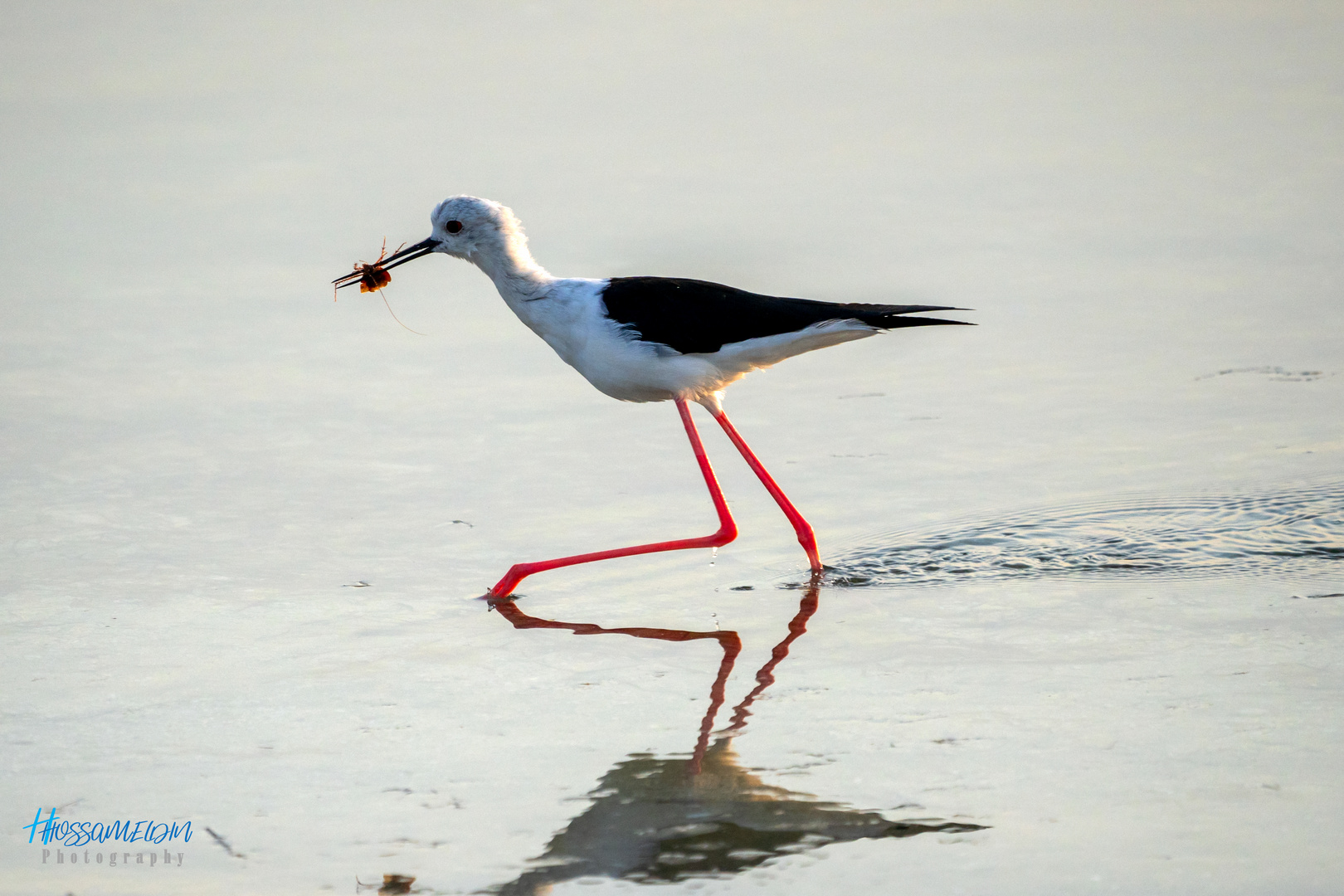 Black-winged Stilt