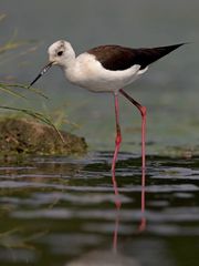 Black-winged Stilt