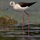 Black-winged Stilt